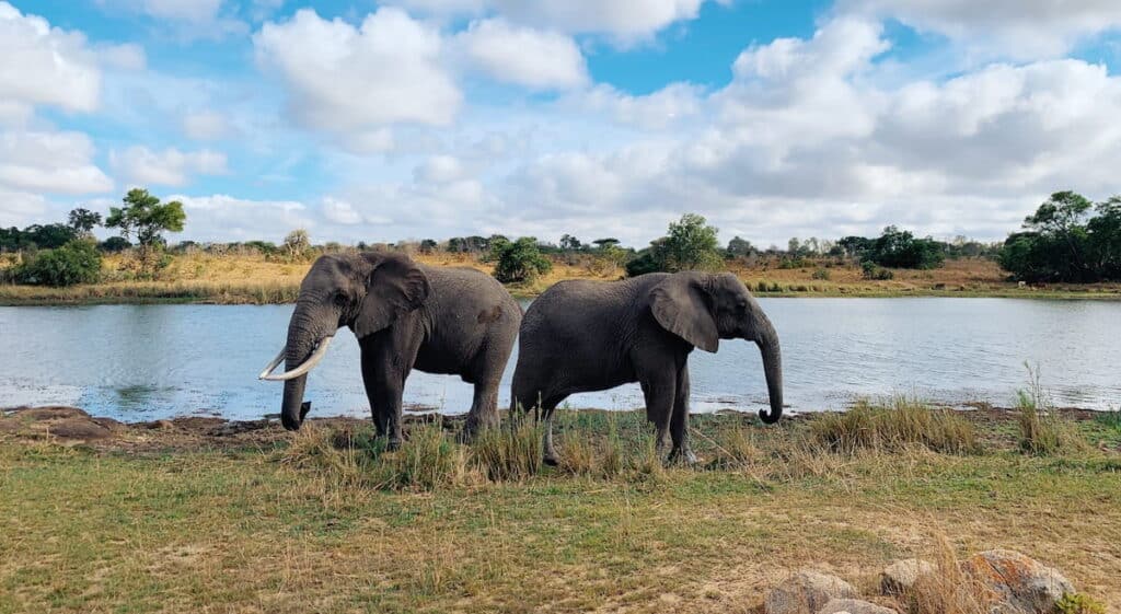 Two elephants by a lake during December