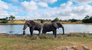 Two elephants by a lake during December