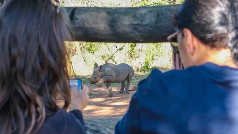 Volunteers watching baby black rhino